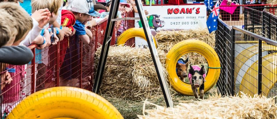 Show racing pigs